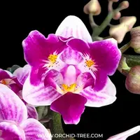 Phalaenopsis Lioulin Grape (Peloric-3lips) Miniature - FF