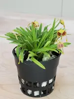 Masdevallia erinacea