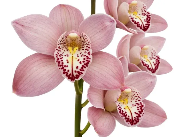 Cymbidium Terama X Kerta Warton X Solana Beach St Francis 4n (Cymbidium)