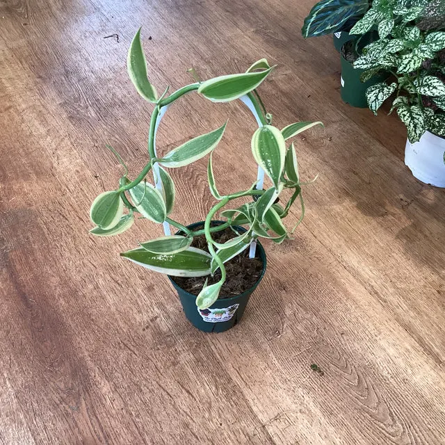 Vanilla planifolia var albomarginata