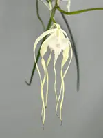 Brassavola cucullata (XXL Big Plant )