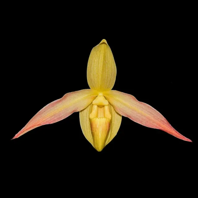 Phragmipedium Eric Young 'xanthinum red'