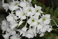 Dendrobium sanderae var luzonicum — Mounted