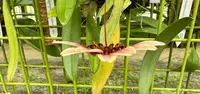Bulbophyllum for sale