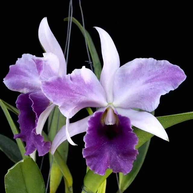 Cattleya Mishima Elf Parfumata 'Blue Ocean'