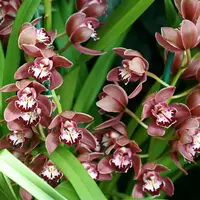 Cymbidium Mini Beacon