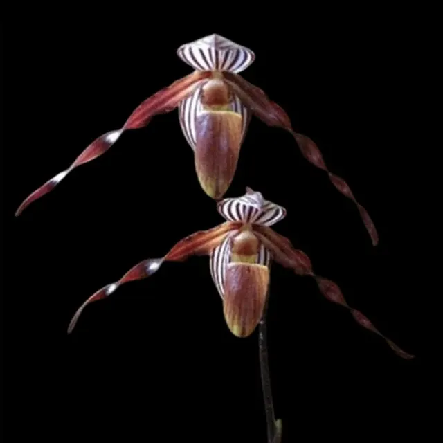 Paphiopedilum wilhelminiae