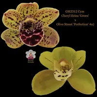 Cymbidium Seedling GH2312 (Cheryl Erins 'Green' 4n x Olive Street 'Perfection' 4n)