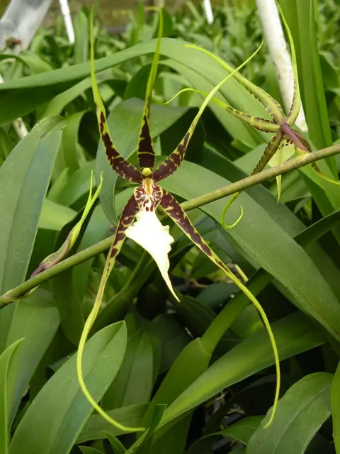 Brassidium Fangtastic Bob Henley 'Kalapana'