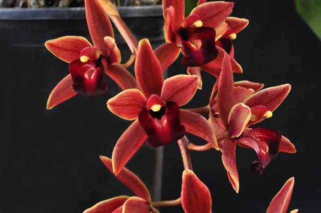 Cymbidium Tuffet – Pendulous 'Cathy'