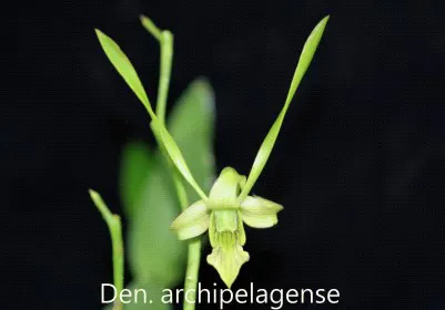 Dendrobium archipelagense (Dendrobium)