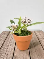 Dendrobium peguanum