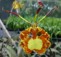 Oncidium Mendenhall 'Hildos' FCC/AOS aka Psychopsis