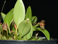 Pleurothallis miranda