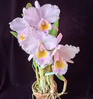 Cattleya trianae concolor 'Orion'