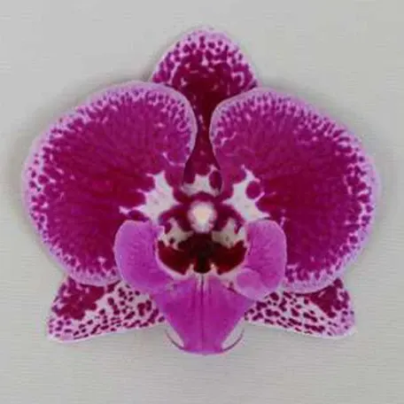 Phalaenopsis Bossy Magenta (Phalaenopsis)
