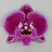 Phalaenopsis Bossy Magenta 2.5"