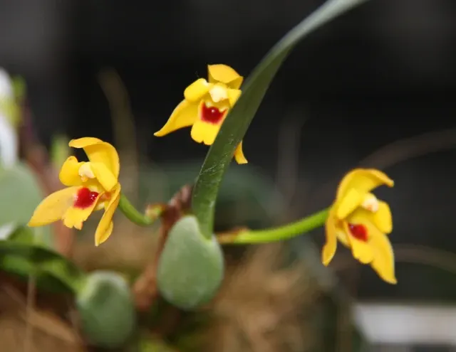 Maxillaria variabilis (Maxillaria)