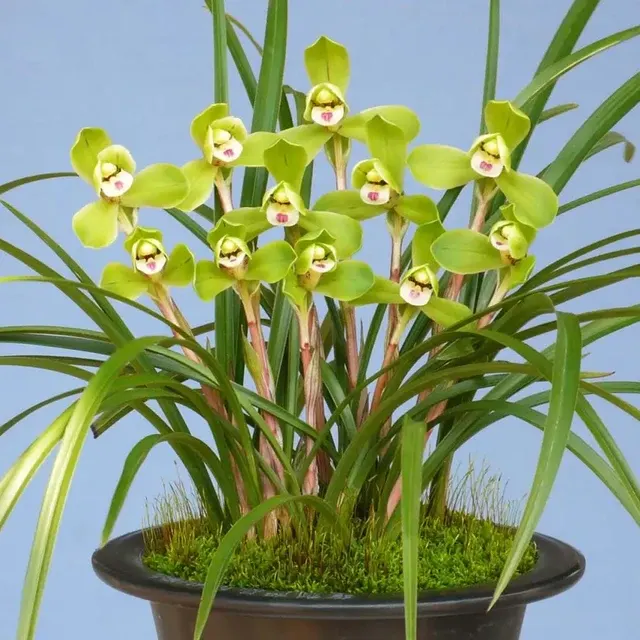 Cymbidium goeringii 'Xi-Shen-Mei'