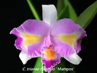 C. trianae trilabelo x sib ('Mampos' x 'Majestic') (C2173) (Cattleya - - trianae )