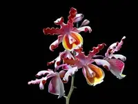 Cattleya Myrmecophila tibicinis