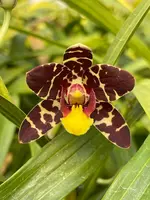 Ansellia africana (‘Elro’ x ‘Brondal’)