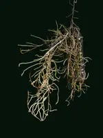 Microcoelia cornuta (Large Size)