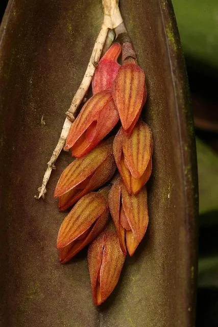Pleurothallis prolifera