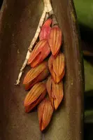 Pleurothallis prolifera