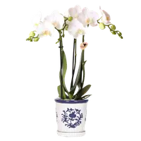 Witte orchidee Amabilis in Malaga sierpot | blauw