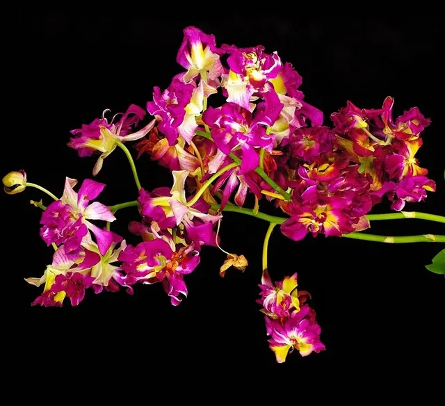 Dendrobium Burana Sunshine Mutation (Dendrobium)