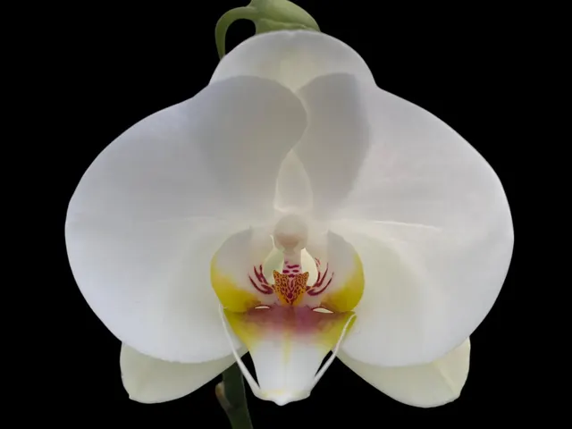 Phalaenopsis Dtps I-Hsin Polar Bear