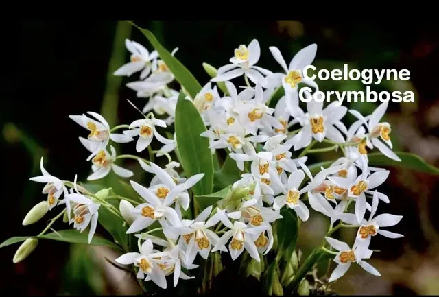 Coelogyne corymbosa (Coelogyne)