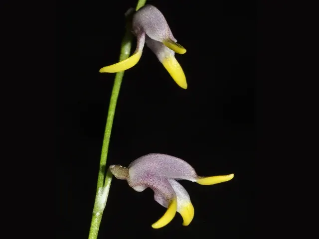 Masdevallia bulbophyllopsis (Masdevallia)