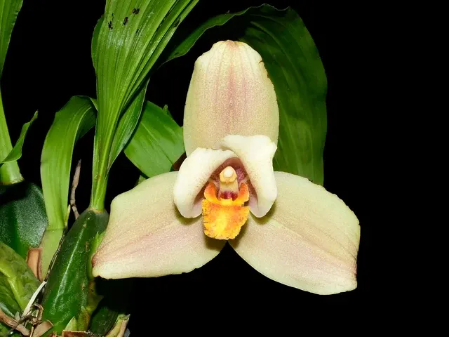 Lycaste Takum (Lycaste)