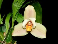 Lycaste Takum