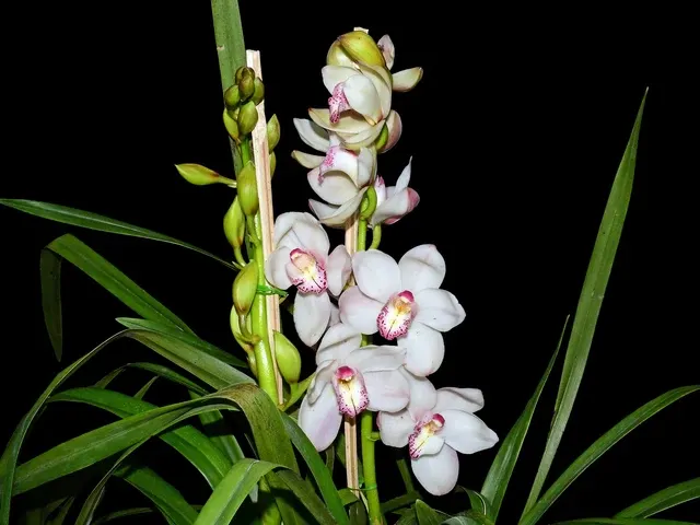 Cymbidium Winter Alvin X X Early White 'Lotte' (Cymbidium)