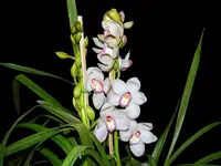 Cymbidium Winter Alvin 'lotte' x (Lone Stars x Stargard) 'Claudia' x Early White 'Devon' (medium)