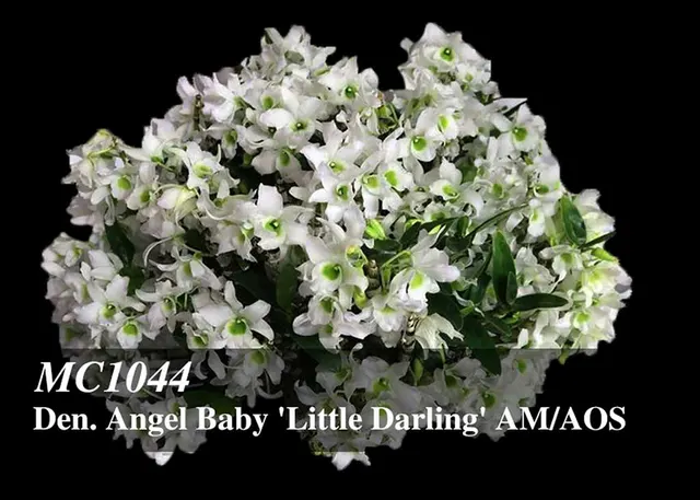 Dendrobium Angel Baby ' 'Little Darling AM/AOS'