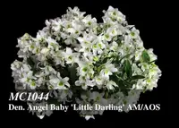 Den. Angel Baby 'Little Darling AM/AOS'' (Den. Snow Baby x Den. Snow Angel)