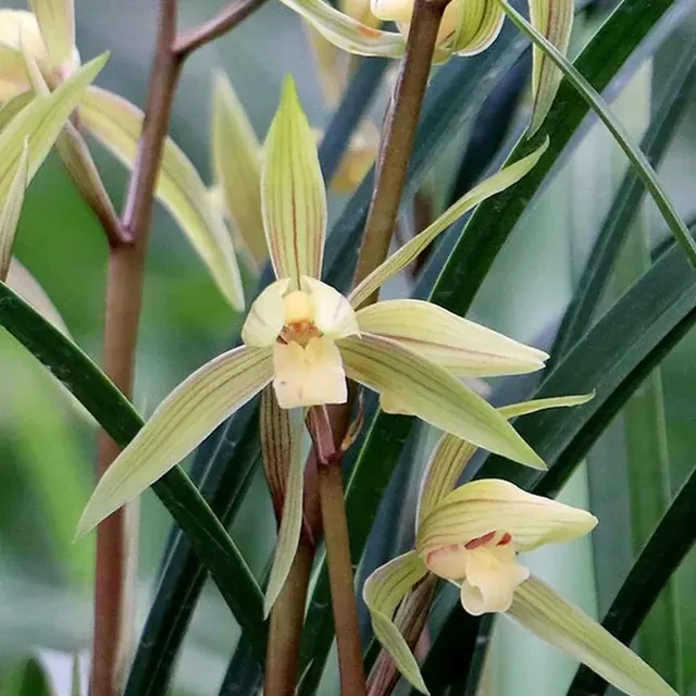 Cymbidium kanran 'Bai-Yue-Guang' (Cymbidium)