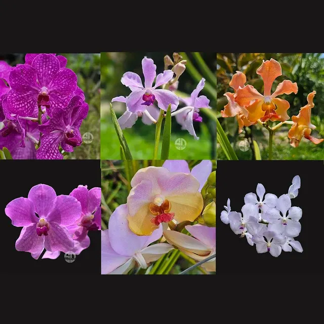 Vanda Semi Terrate Velthuis