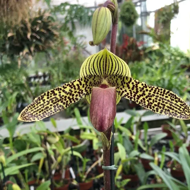 Paphiopedilum Rosemead x rothschildianum
