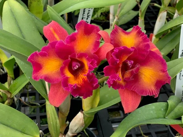 Rhyncholaeliocattleya Mariah's Paradise