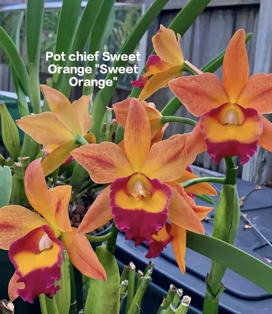 Cattleya 15 (Cattleya)