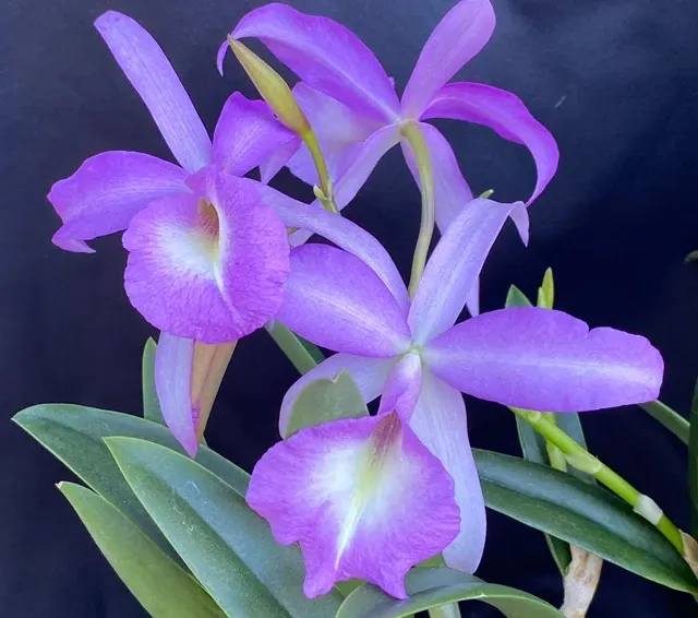 Brassocattleya Elizabeth (Brassocattleya)