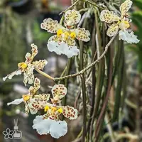 [Bare-root] Trichocentrum jonesianum 棒葉文心 [1.7 BS][Aug in stock 26]