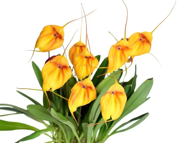 Masdevallia niesseniae (Masdevallia)