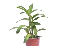 Cattlianthe Belairensis