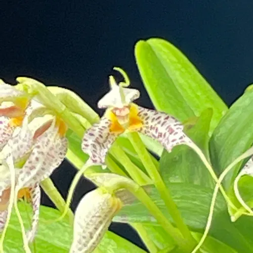 Masdevallia picturata (Masdevallia)